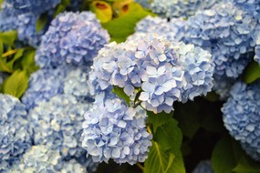 flowers.jpg